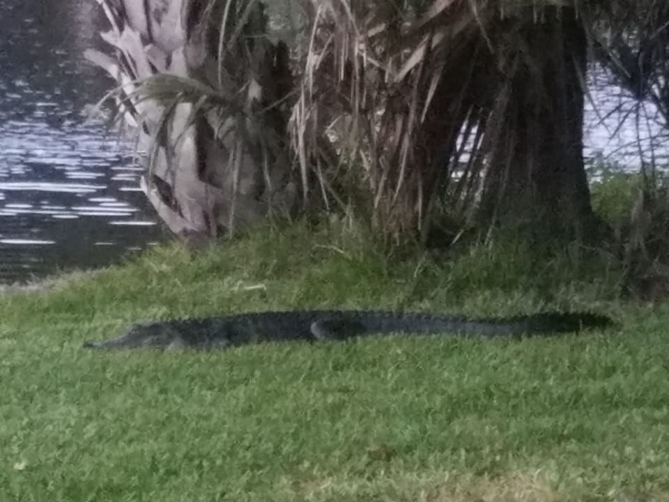 Alligator at lakes in Shipyard