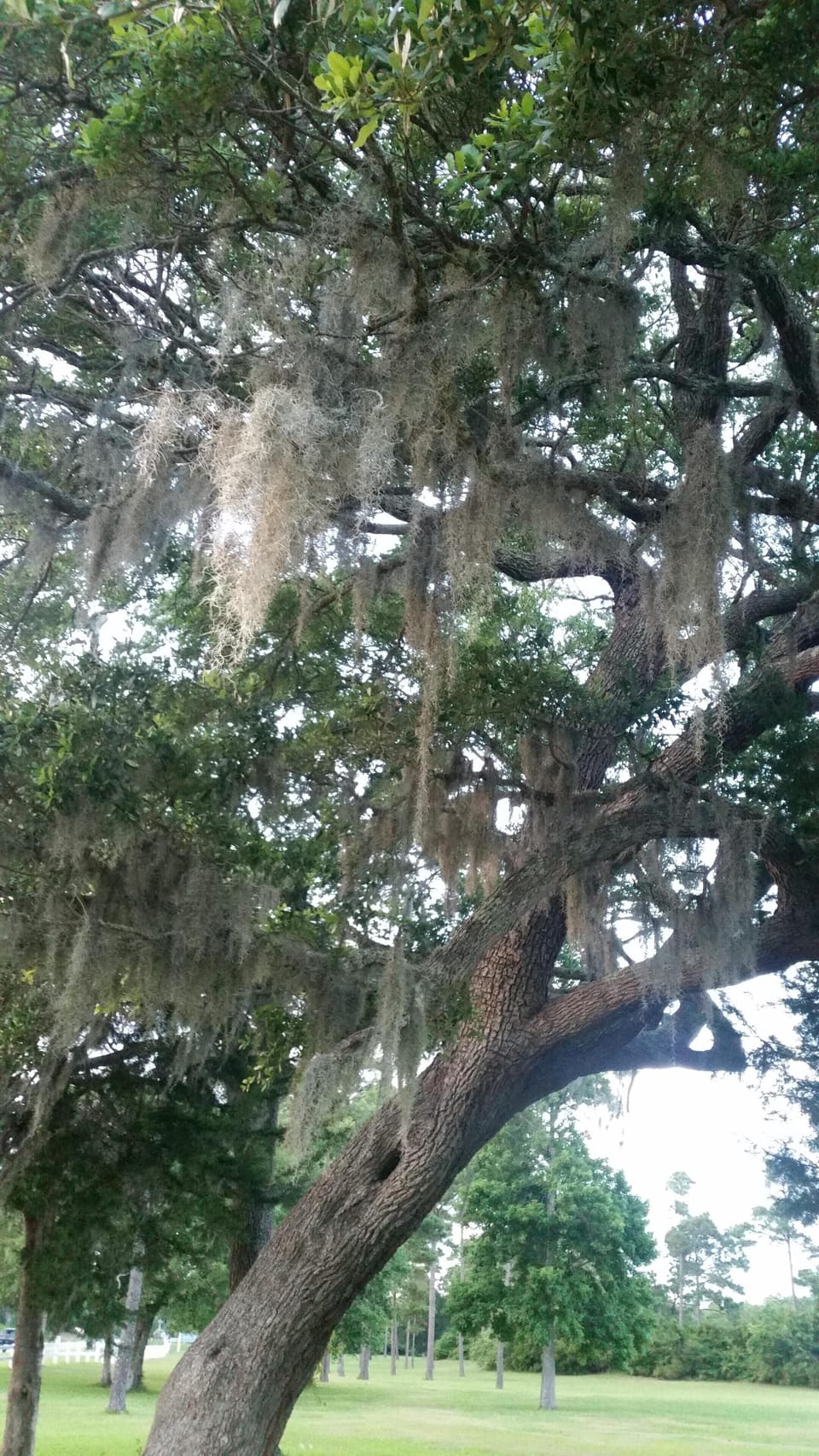 Beautiful southern landscapes