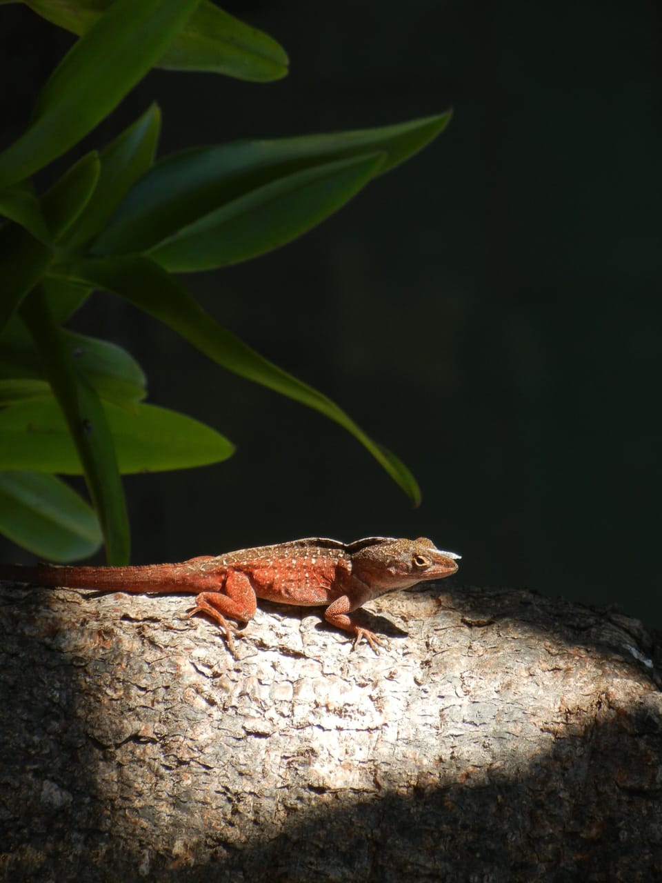 Gecko