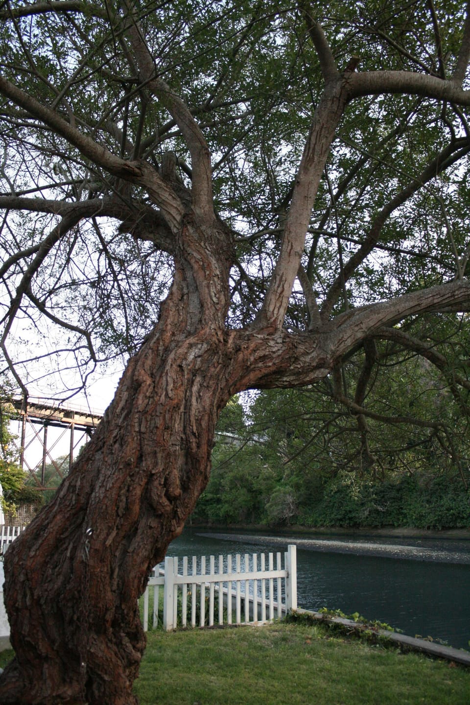 View up the willow tree and downstream from the yard.