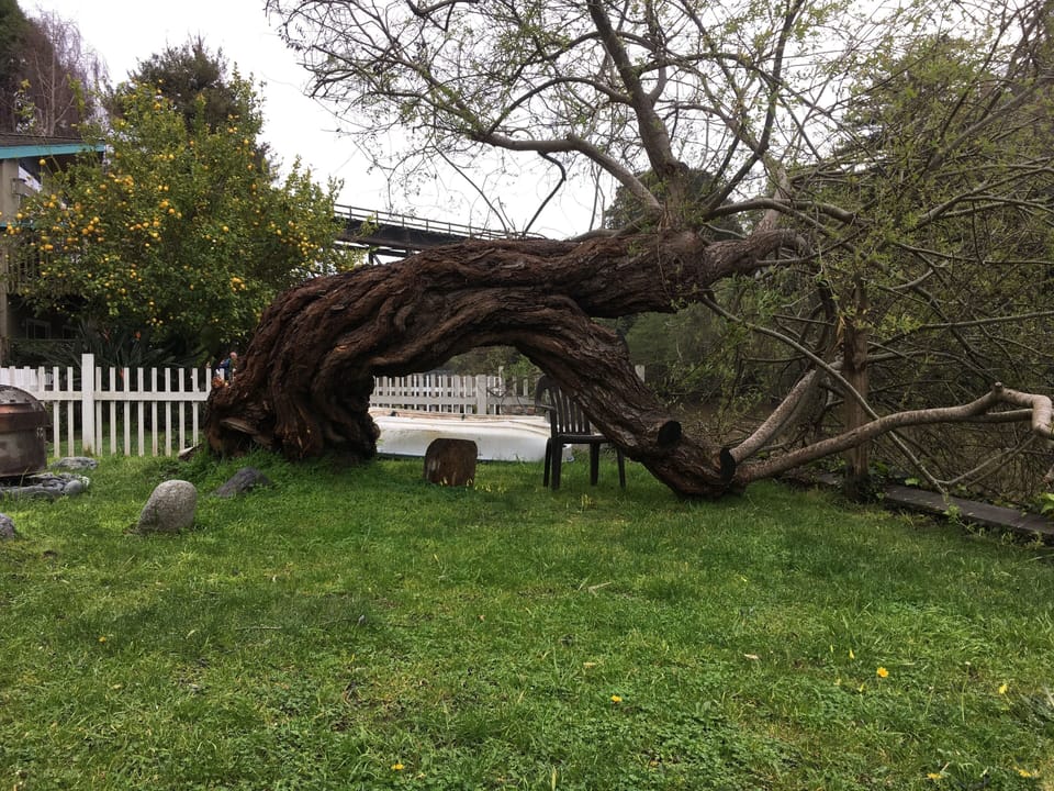 View after willow leaned down.