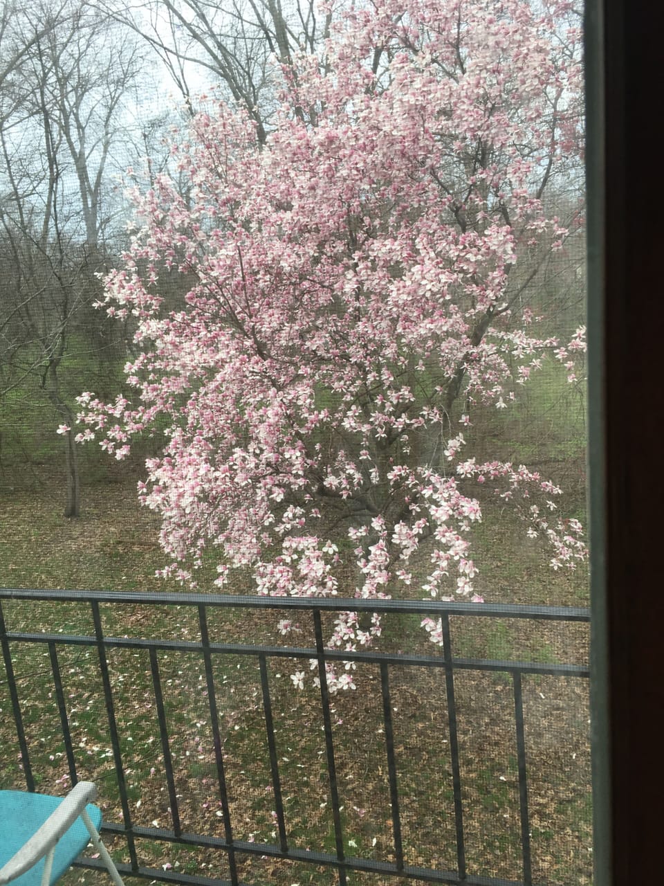 Many floral trees and bulbs are in full bloom in the Spring..