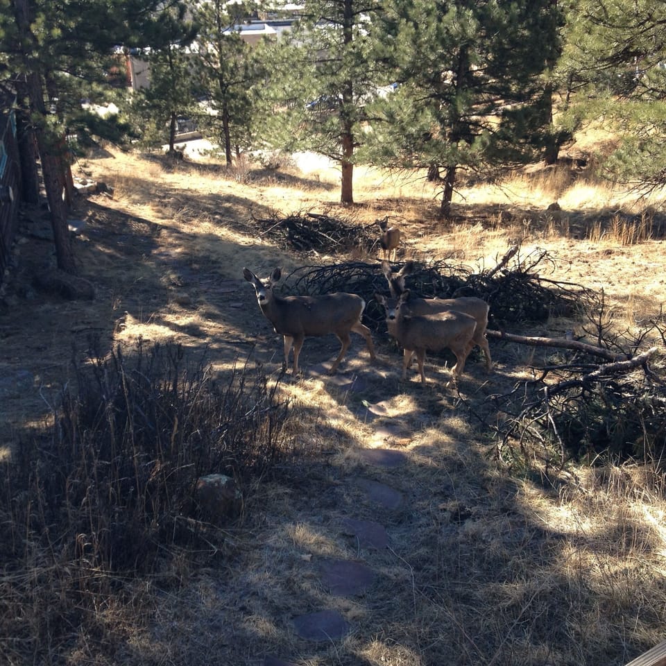 Our green space with wildlife passing through all the time. 