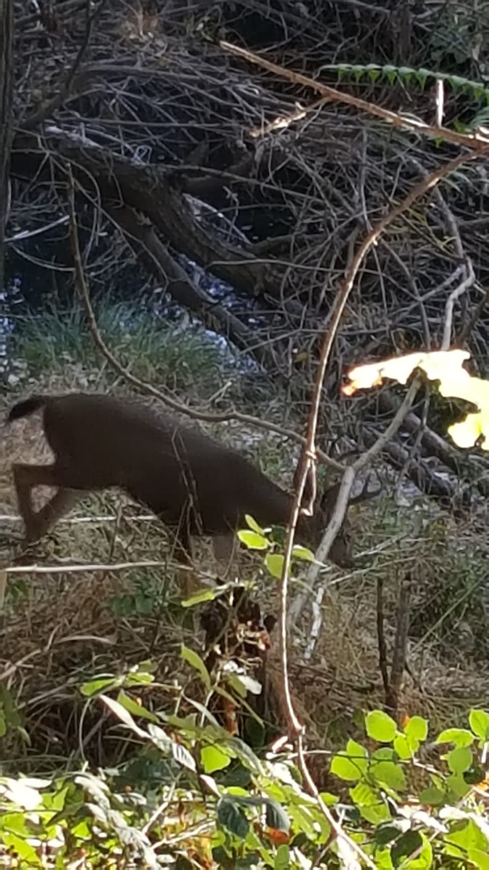 Deer!  (Shot taken right off the deck railing!)