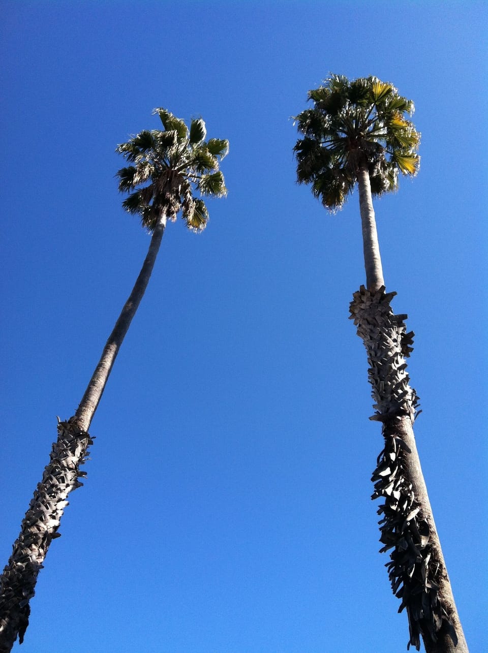 The view from the hammock in the back yard!