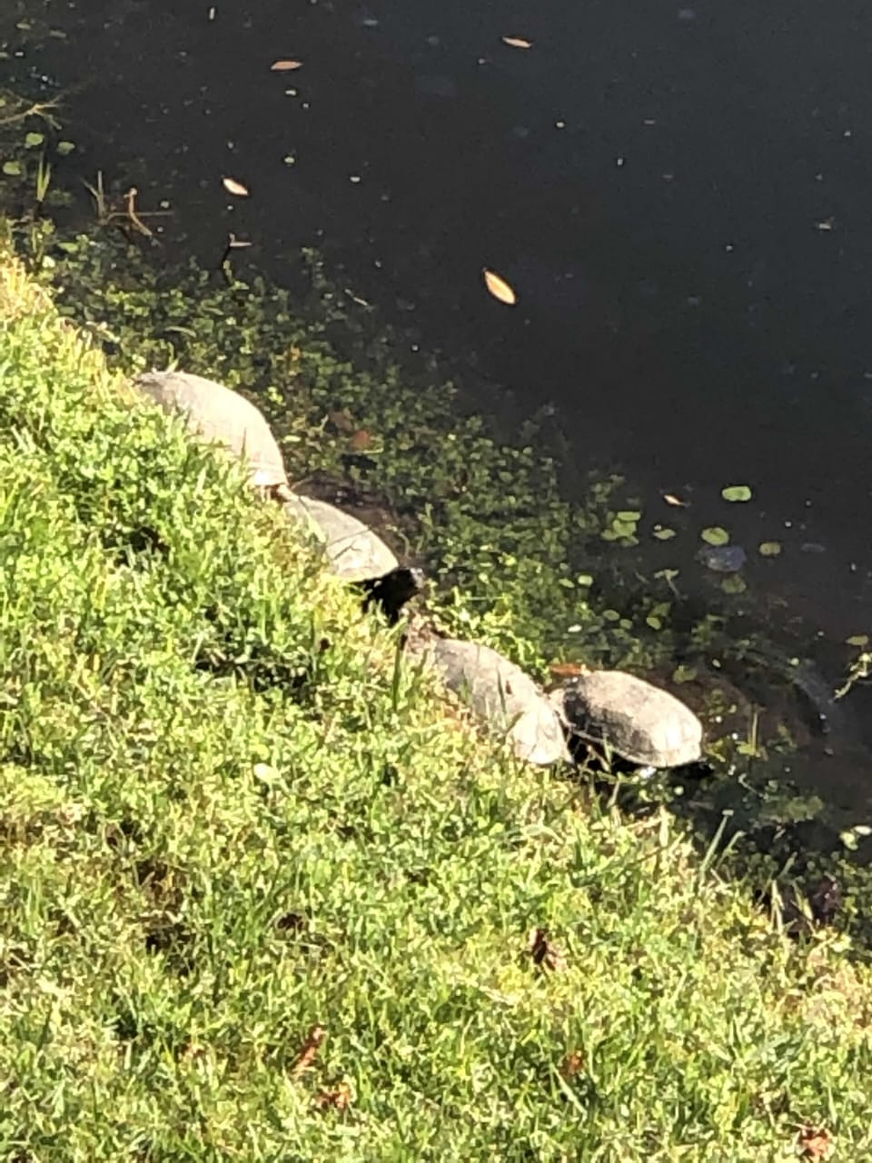 Watch a family of turtles in the lagoon off of our balcony!
