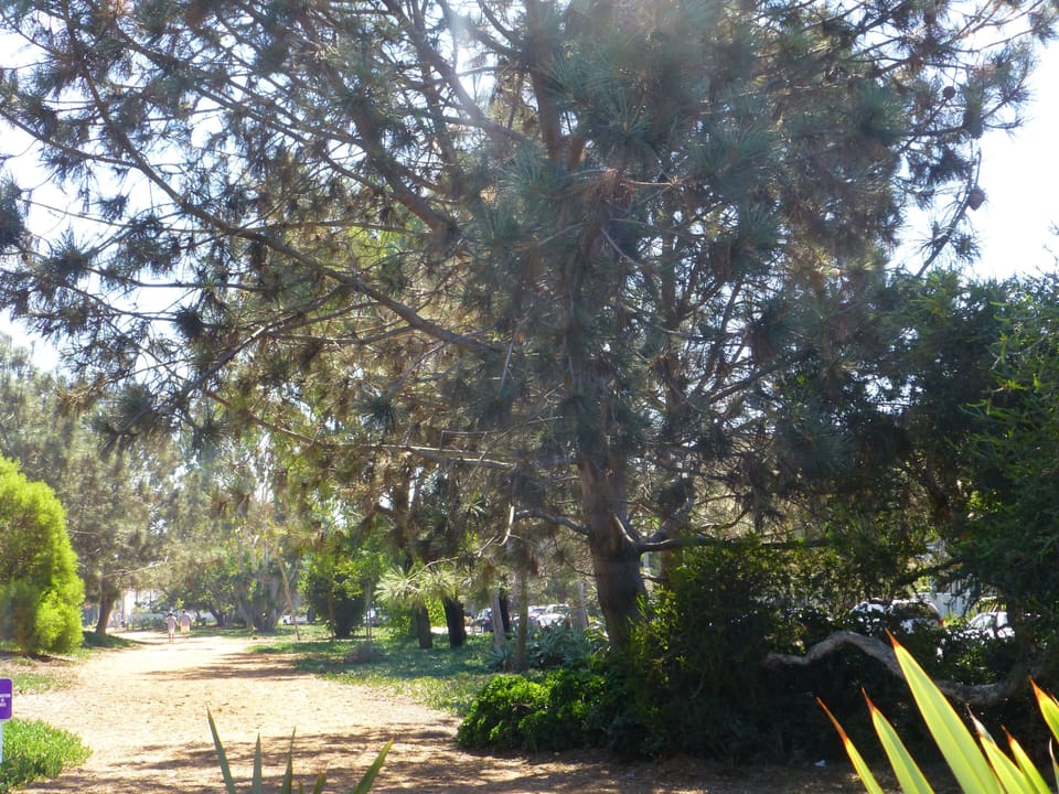 Another view of our green belt park that goes all the way to Manhattan Beach