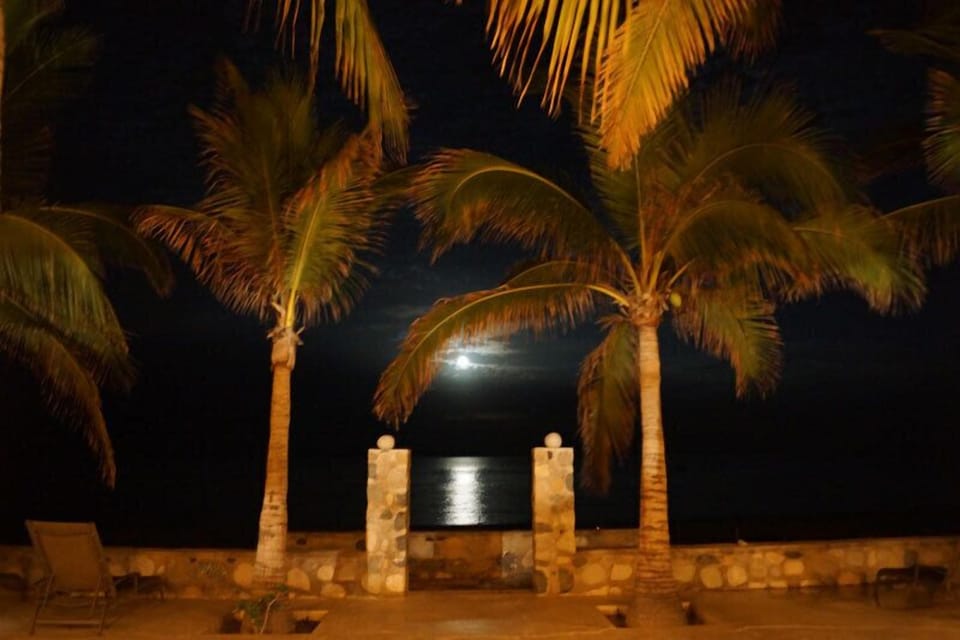 Palms in the moonlight over the Sea of Cortez