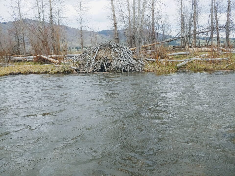 A beaver mansion, just upstream.