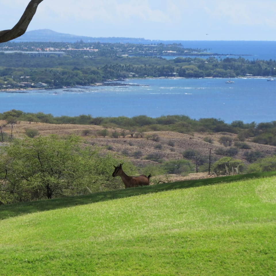 Golf course goats with view of coast