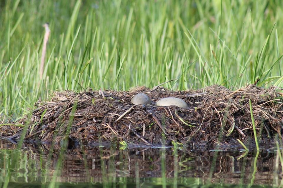 Loon's Nest by dock in spring