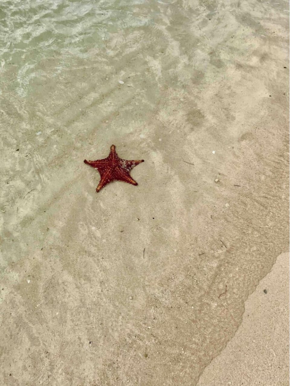 Find starfish right on your beach