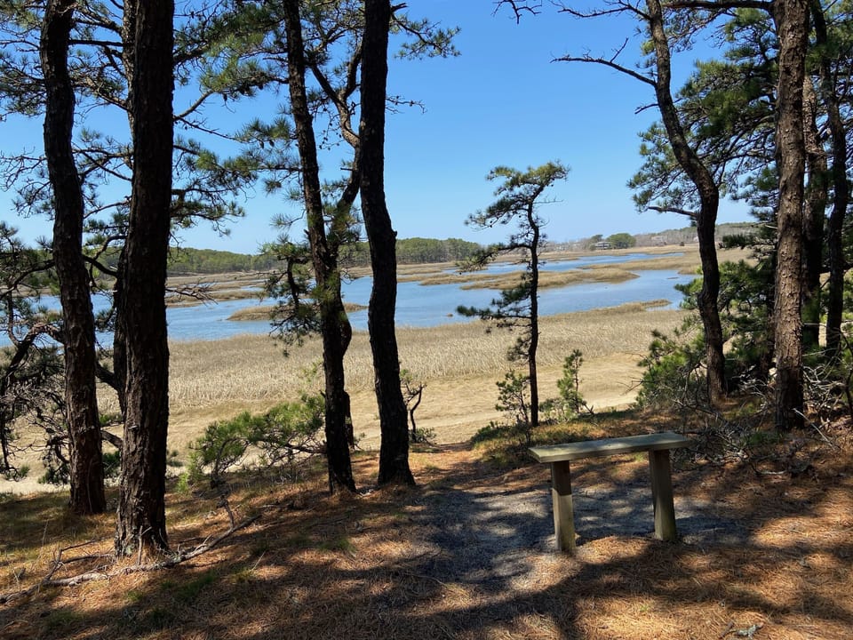 A late spring walk along the marsh