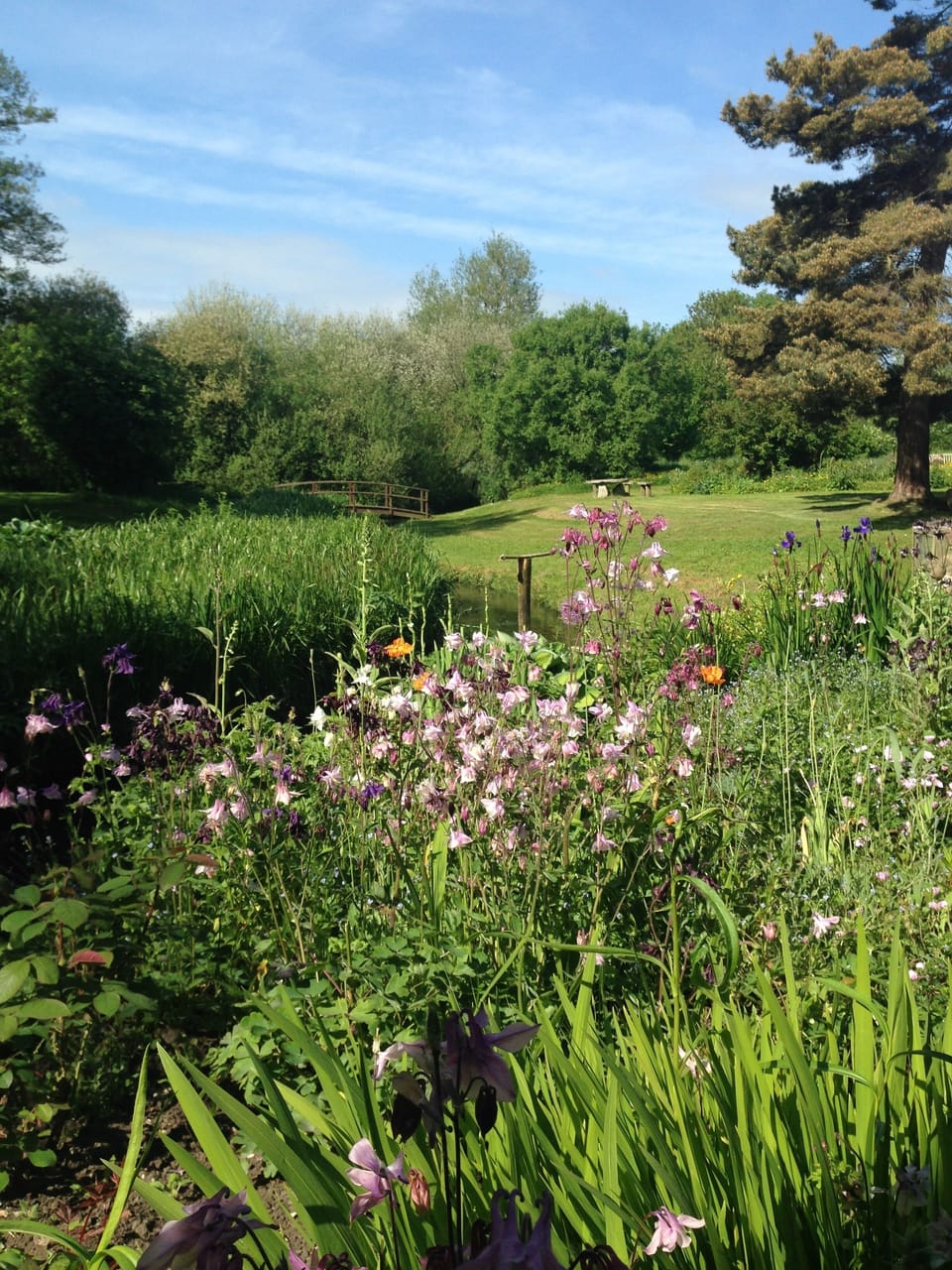 View of the garden