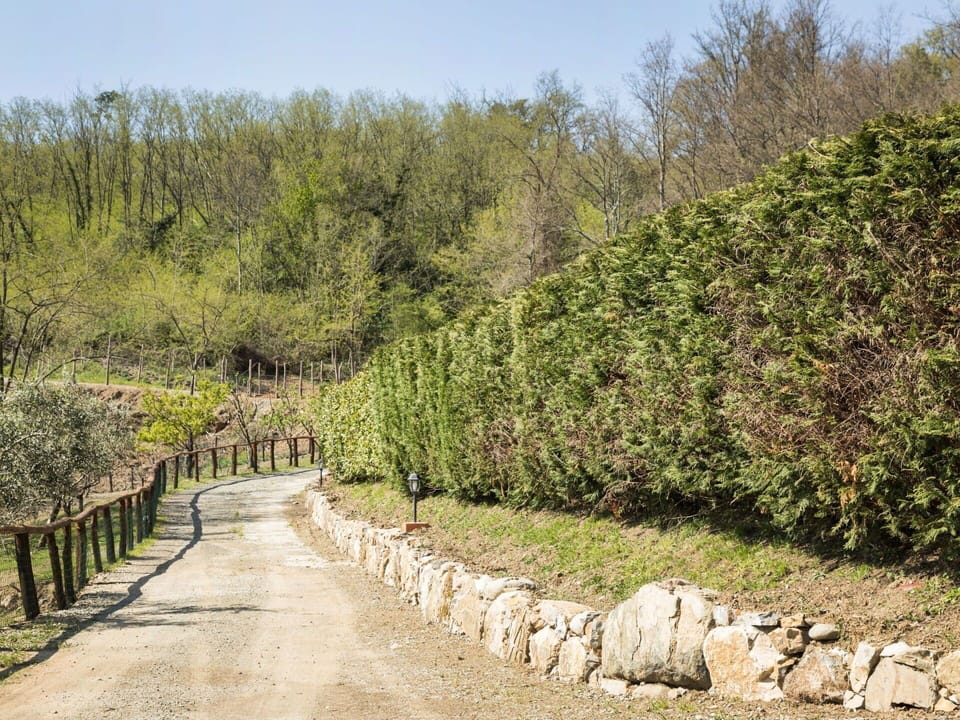 Tree, Vegetation, Natural Landscape, Nature Reserve, Shrub, Plant, Wall, Plant Community, Botany, Biome