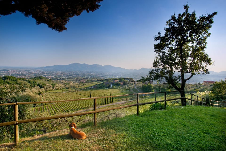 minni and view