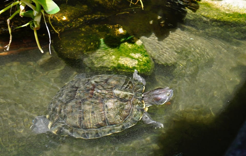 Baby turtles in the Lotus Pond