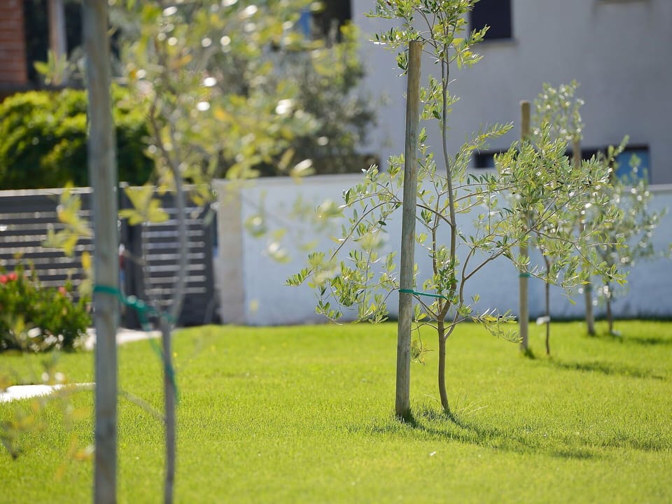 Tree, Green, Grass, Lawn, Plant, Spring, Woody Plant, Park, Branch, Flower