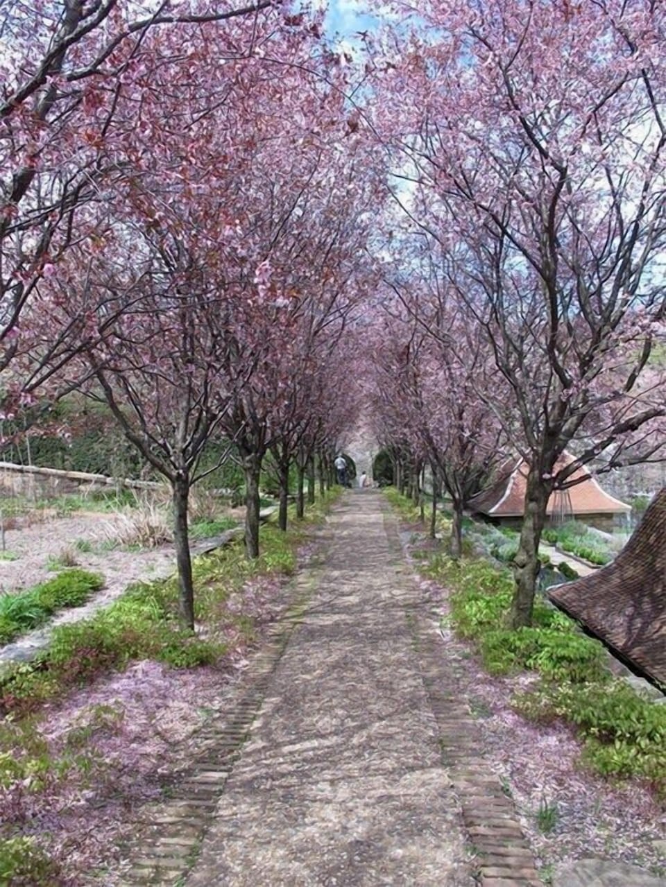Enjoy the yearly Cherry Blossoms, definitely one for the books!