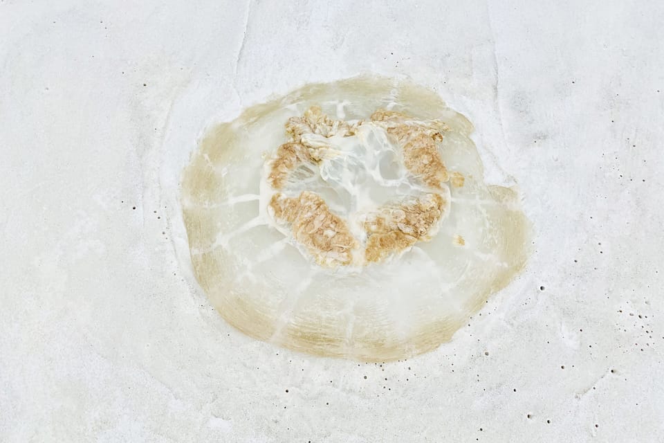 A jelly the size of a plate washed ashore