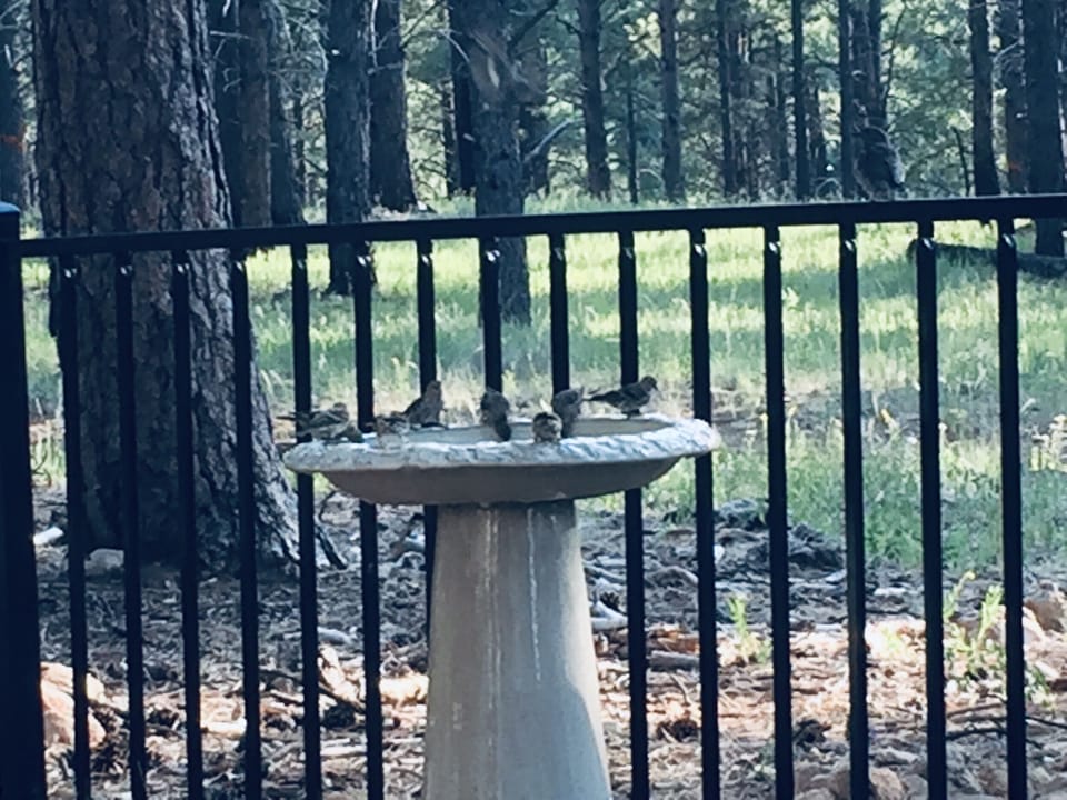 Bird bath in backyard