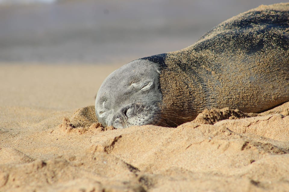Endangered monk seals on Poipu Beach