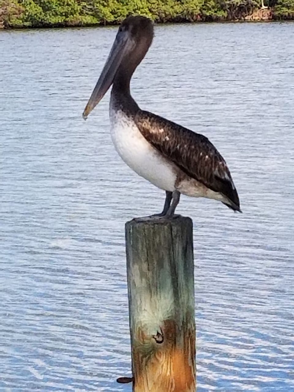 Wildlife on Lemon Bay