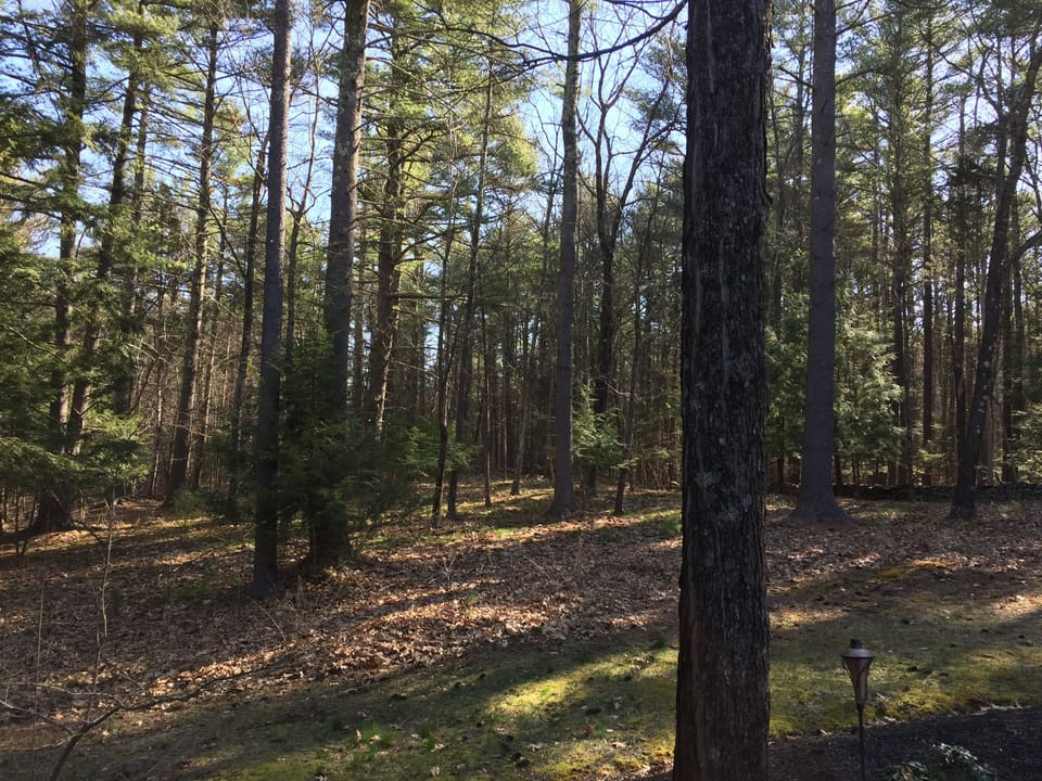 The beginning of our incredible woods and trails. 
