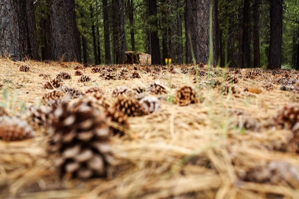 Beautiful forest