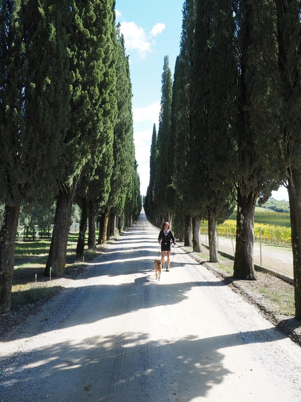 Cypress alley on Arceno estate near the Villa.