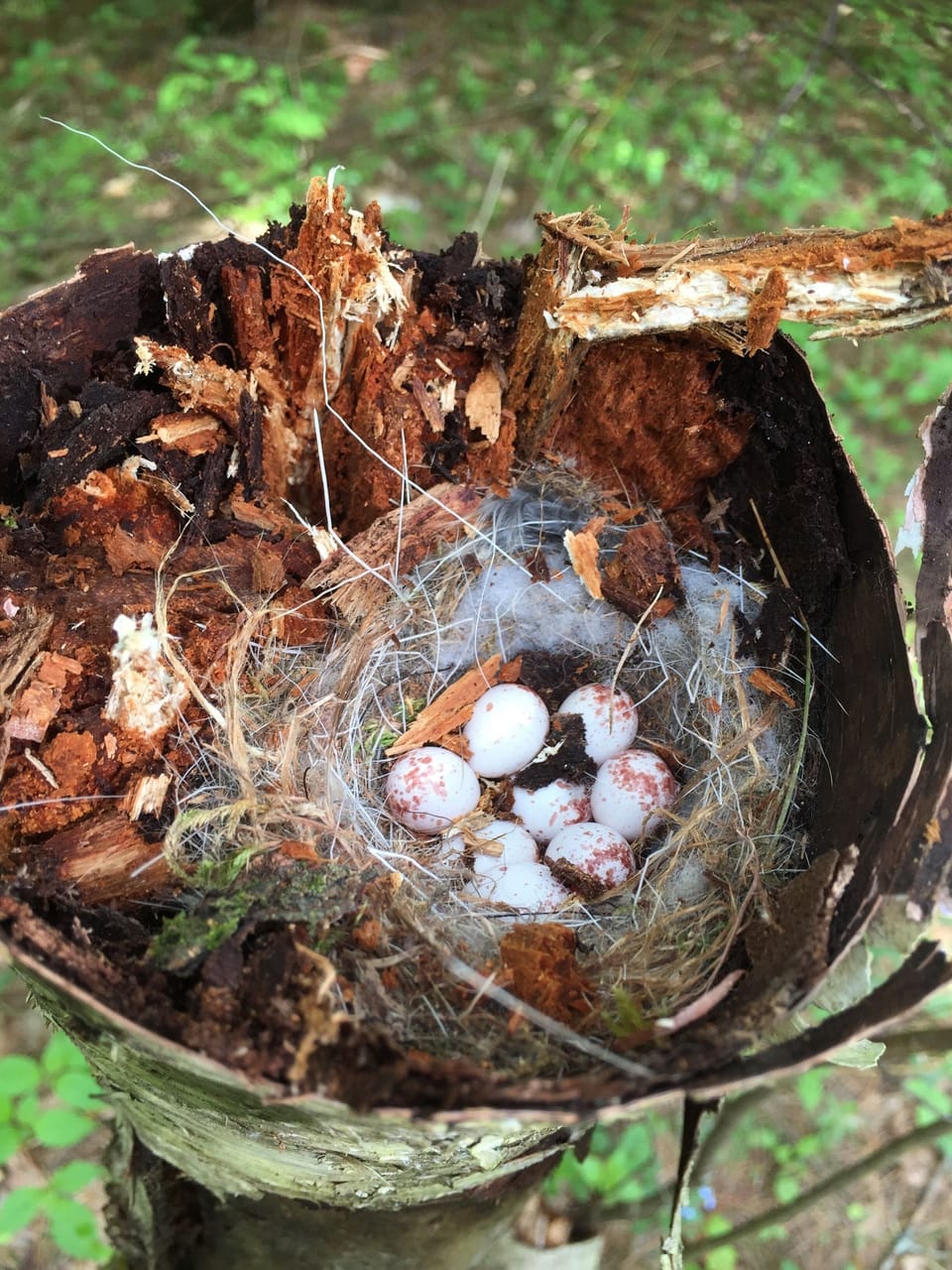 Natures surprise treasures 

