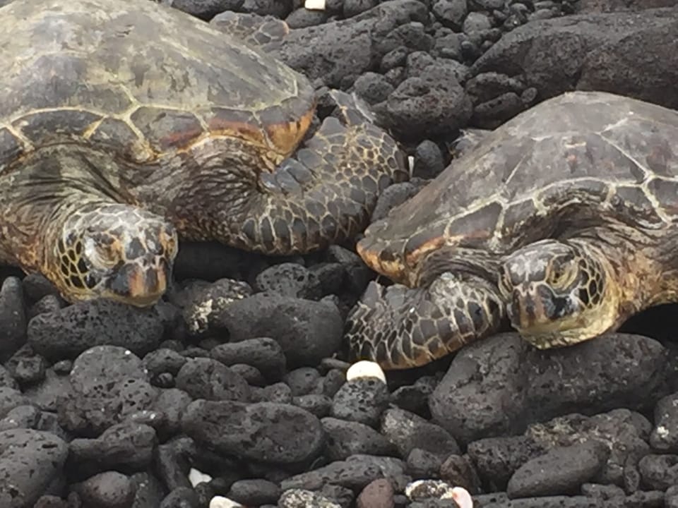 Turtles on Abay, sunning on the lava rock.