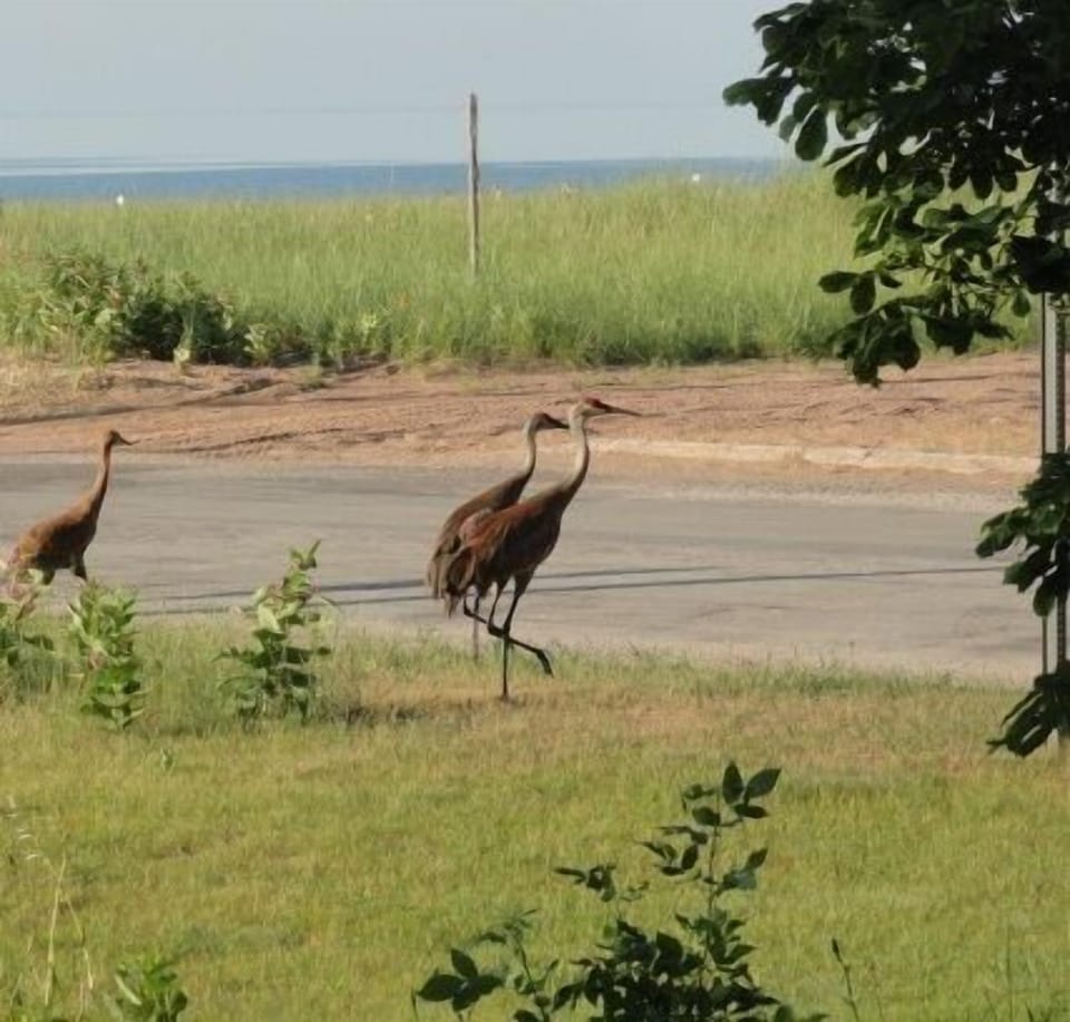 Sandhill Cranes walking close to the property.