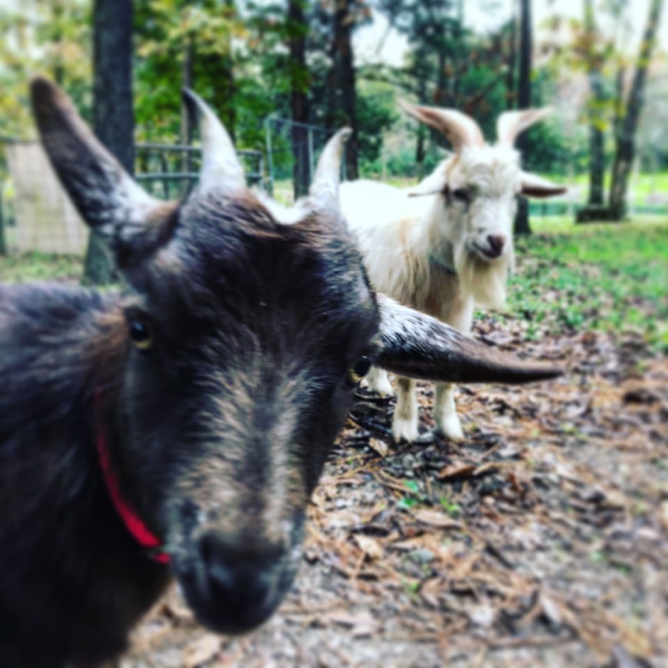 The goats say Hello!