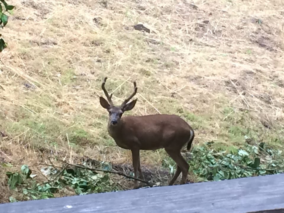 Deer freely graze in our orchard. Picture taken from main deck.