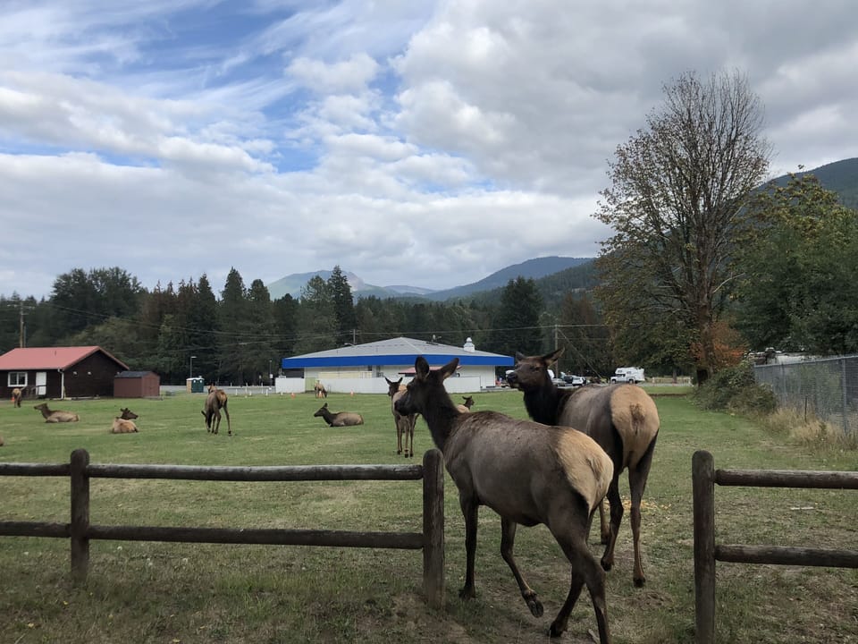 You are likely to see Elk roaming around Packwood!