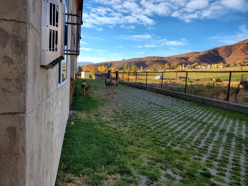 Direct view from room in the Summer