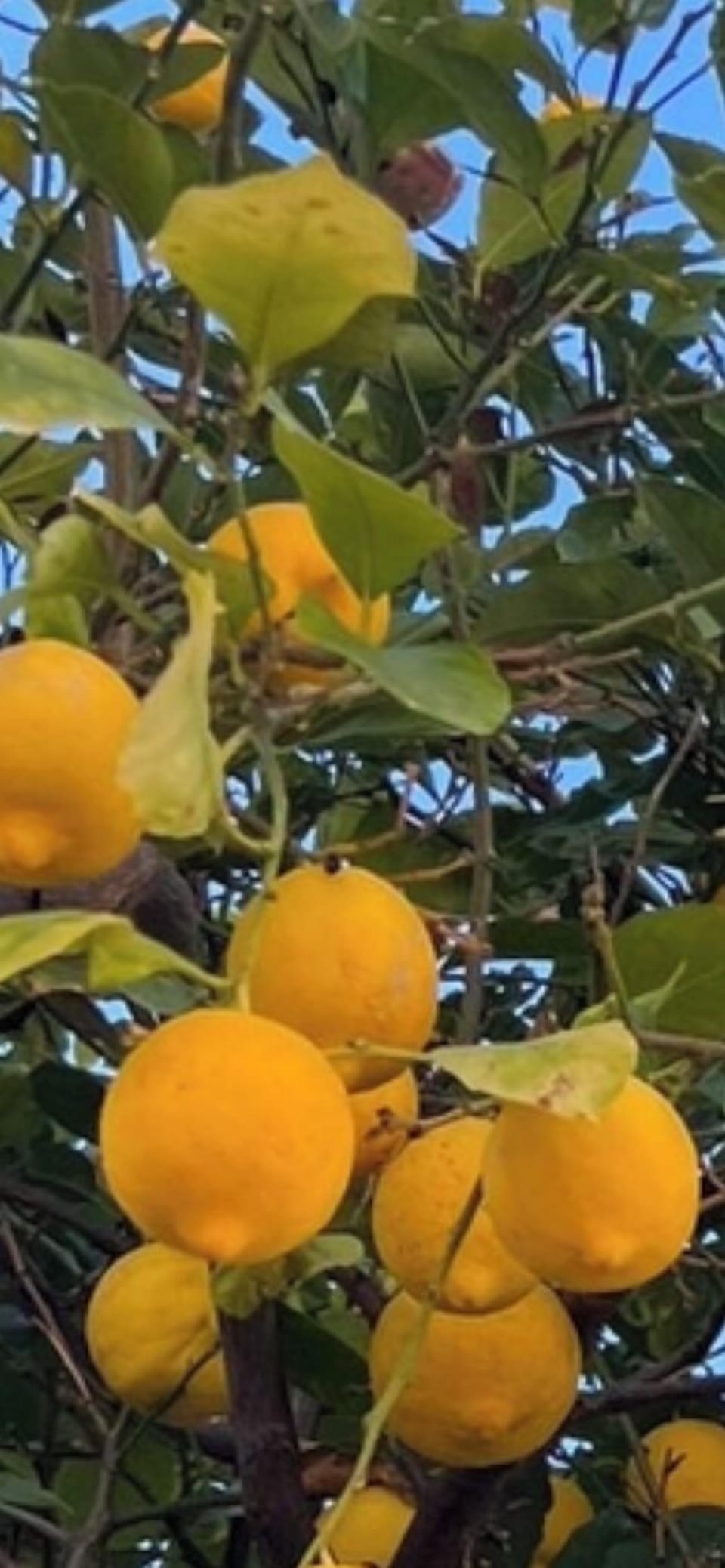 Local orange tree
