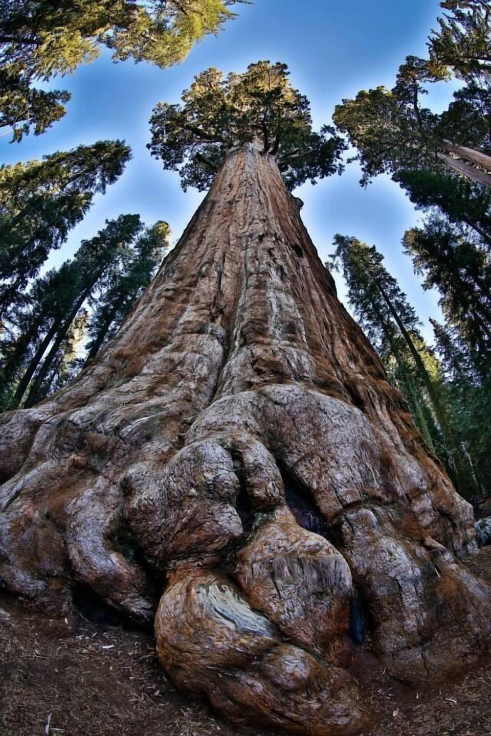 The General Sherman, the largest tree in the world measured by trunk volume.  