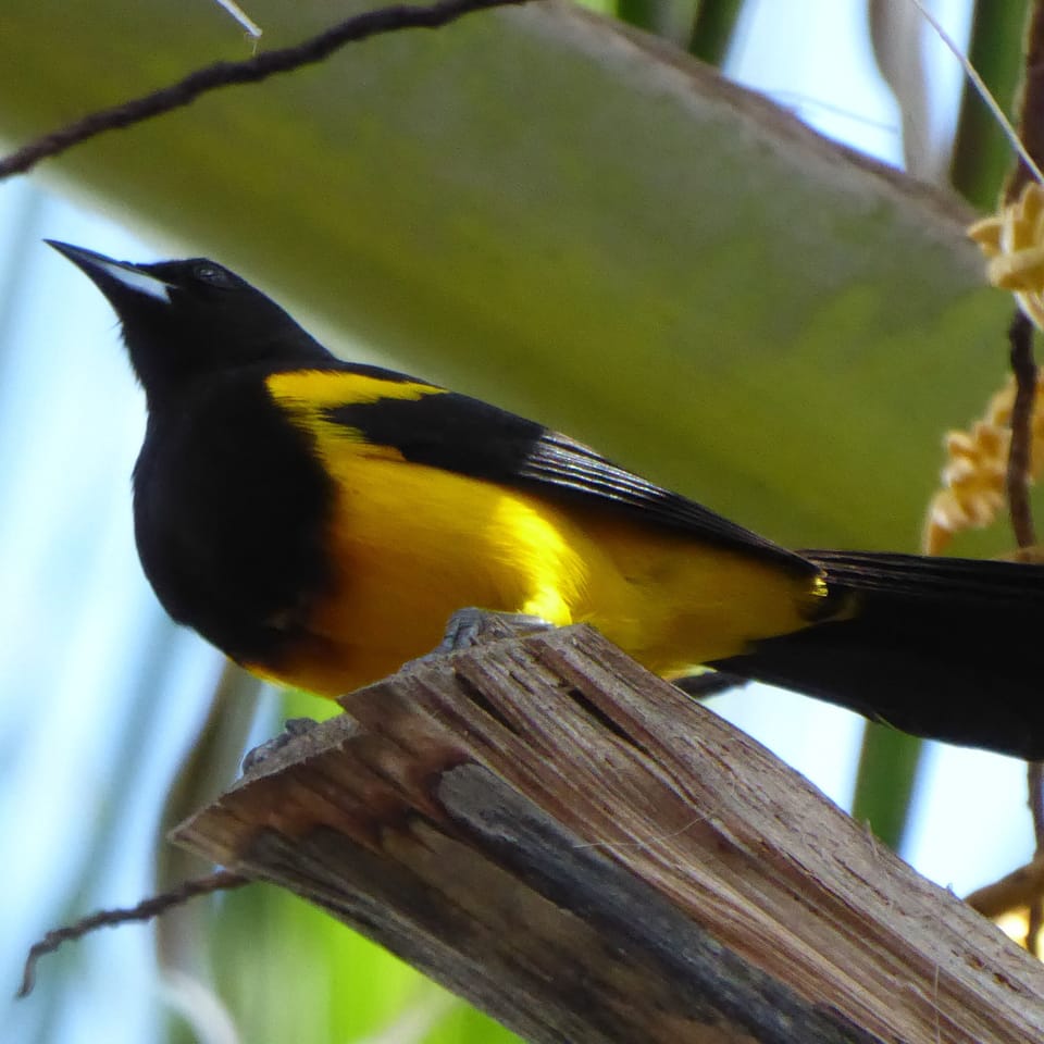 Oriole at our feeder