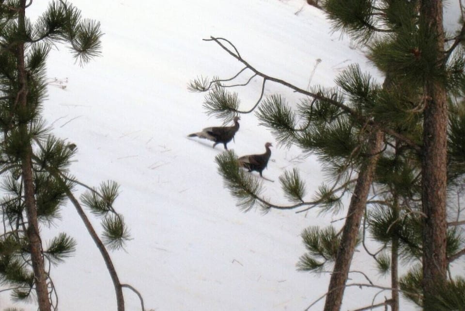 Wildlife at the cabin