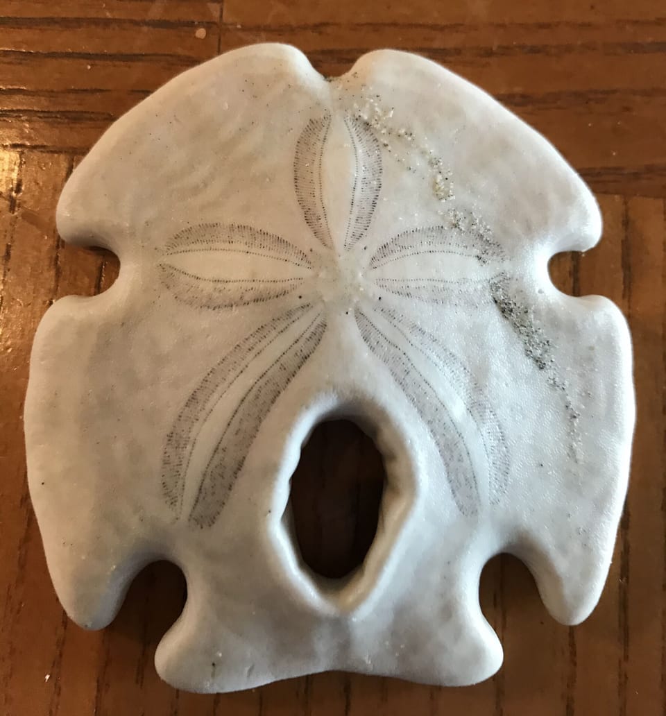 Sand Dollar