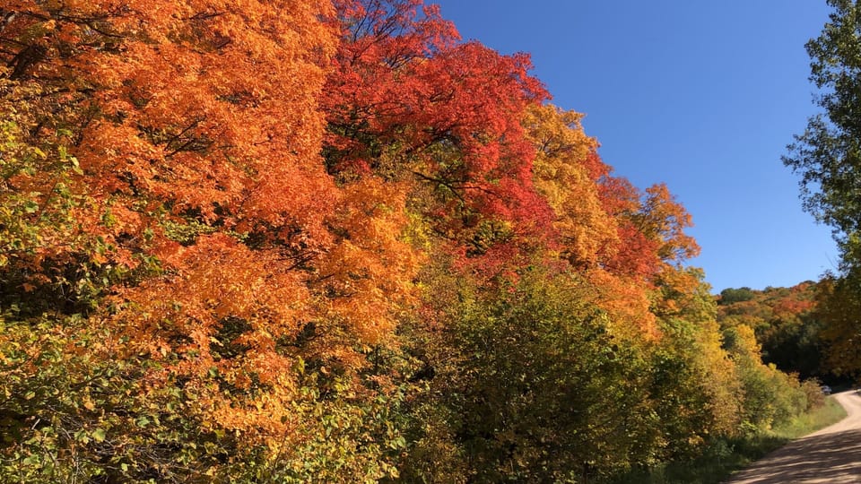 Drive to Maplewood State Park to see amazing fall colors. 