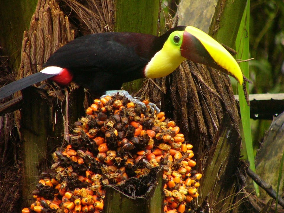 Chest-nut mandibled Toucan