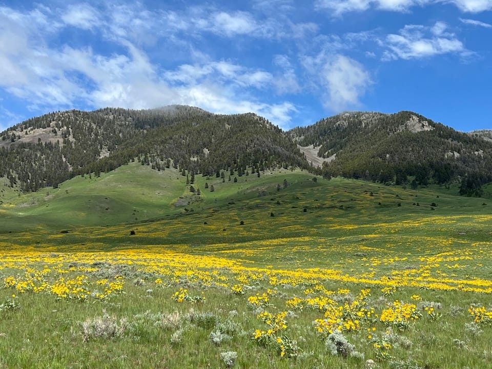 Wildflowers in June along the Madison Range