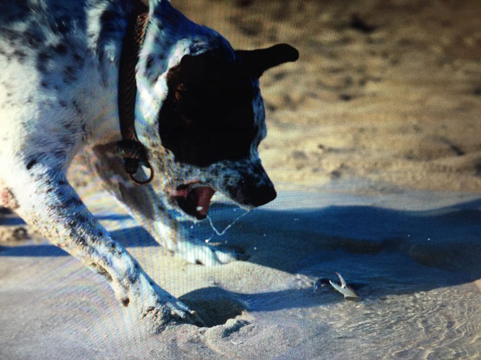 Dog friendly home.
Mr. Pedro catching crabs.