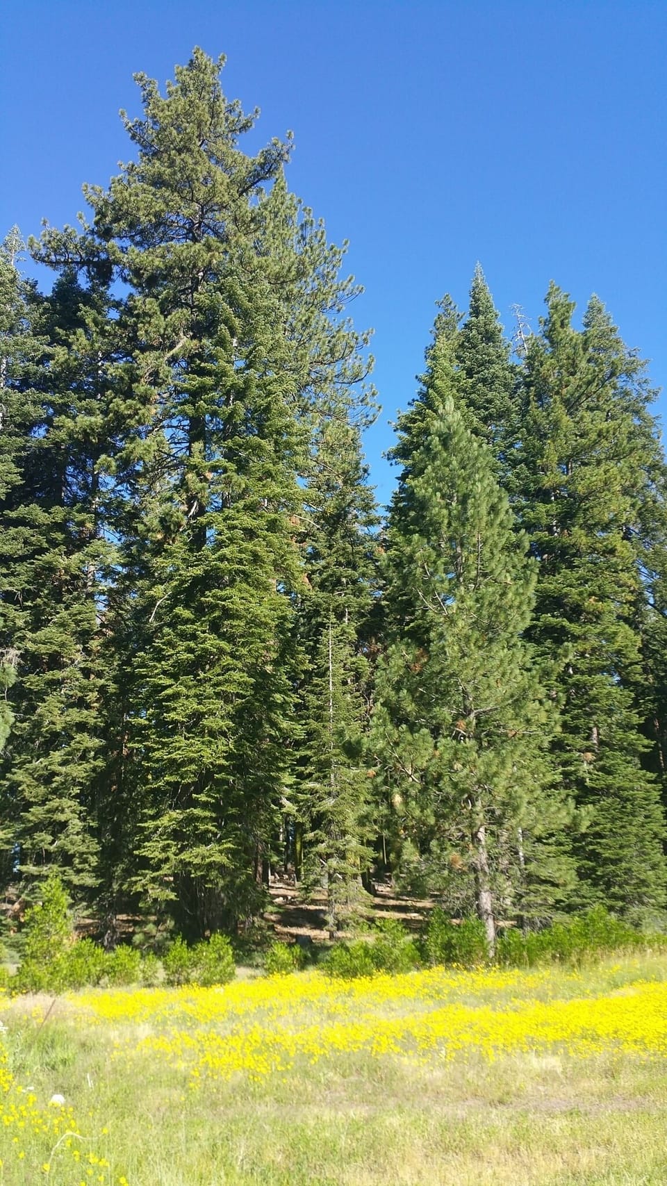 Leland meadows