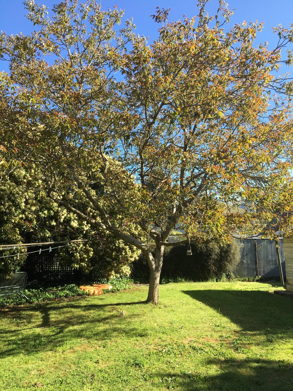 The walnut tree - Spring