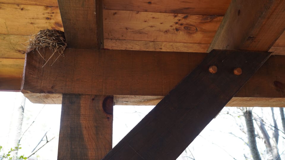 Porch is nestled in the trees, even the birds love it!