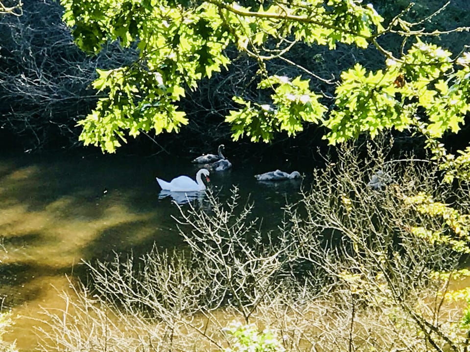 Swans and tital estuary from garden